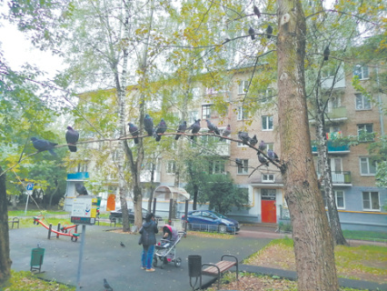 эссе, культура, проза, детство, бунин, любовь