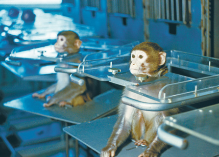 биология, космос, исследования, бион