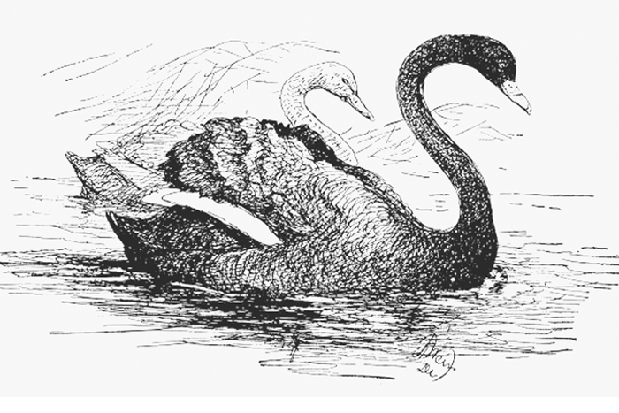 Нелюбовь, как и любовь, не виновата