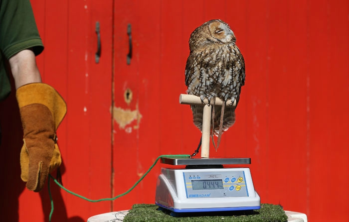 Лондон, зоопарк, животные