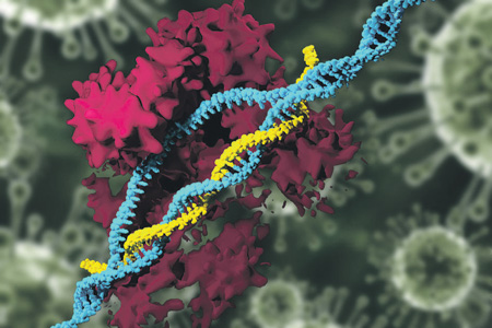 Цинковые пальчики  расплетают молекулу ДНК