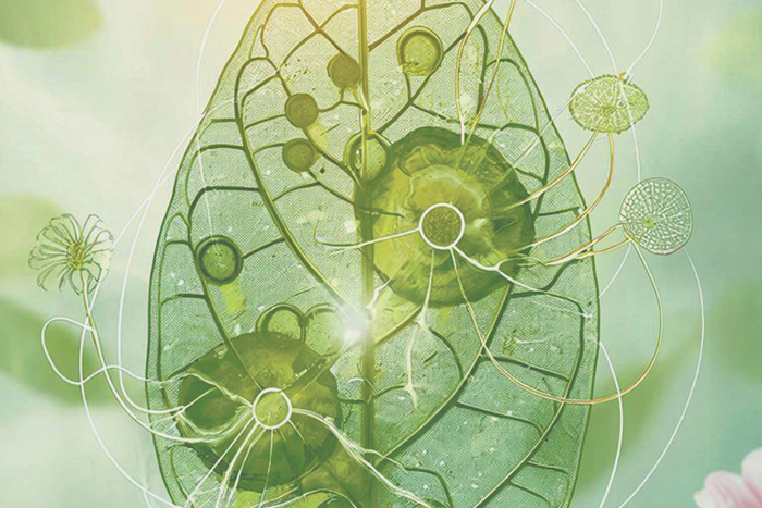 Ученые не оставляют попыток повторить в лаборатории процесс фотосинтеза