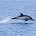 "Роснефть" представила итоги проекта по изучению черноморских дельфинов