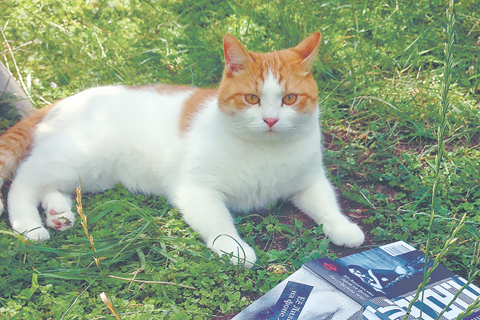 Самокот и сабакат