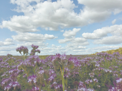 проза, история, кинопремьера