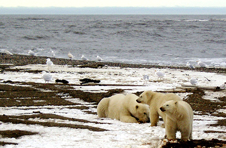 Лавров и Керри обсудили сотрудничество в Арктике... 