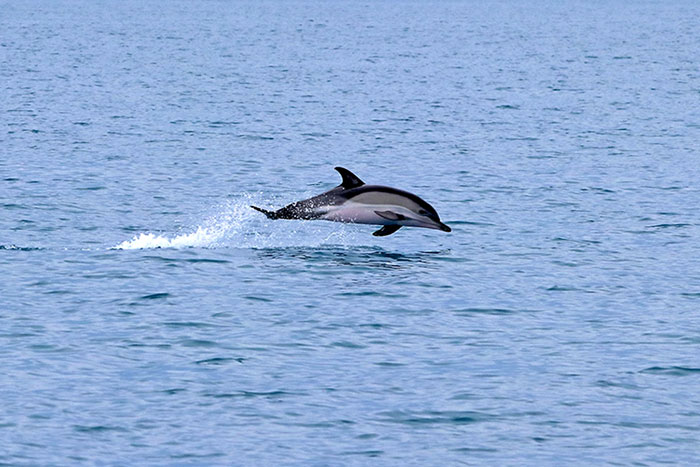 "Роснефть" представила итоги проекта по изучению черноморских дельфинов