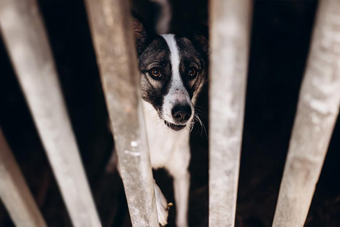 Около тысячи собак в Красноярске спасли от усыпления благодаря федеральной кампании