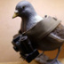ЦРУ использовало голубей в разведмиссиях на территории СССР