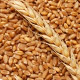 <b>Минсельхоз</b>: Введение экспортной пошлины на зерно не предлагается