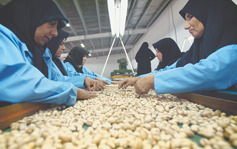 Центральная Азия и Россия останутся без иранских фисташек