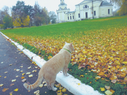 история про кленовые листья, натюрморт, зарисовки живой и неживой природы