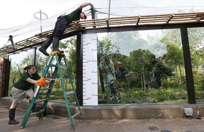 Лондон, зоопарк, животные