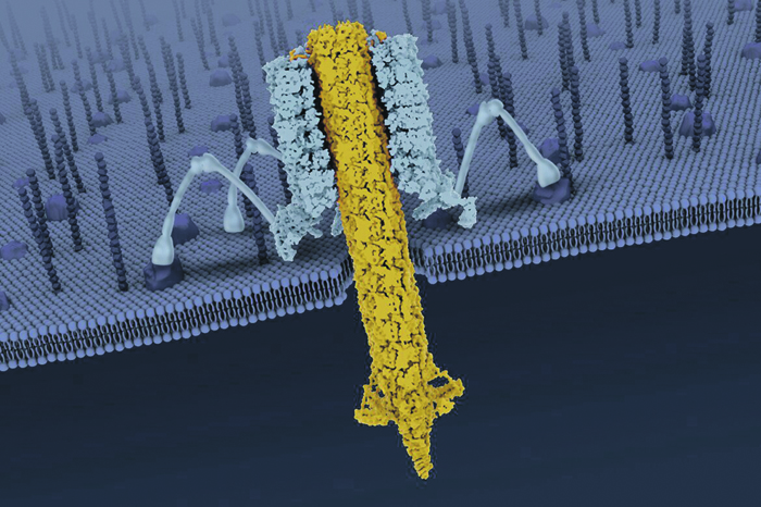 У бактерий обнаружена способность создавать нанопроволочные сети