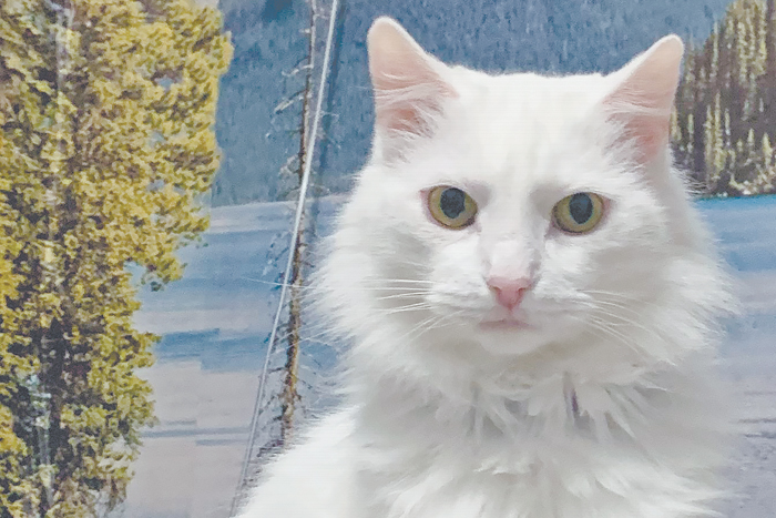 Кошачий бог, отдых на карте мира и амулет от напастей