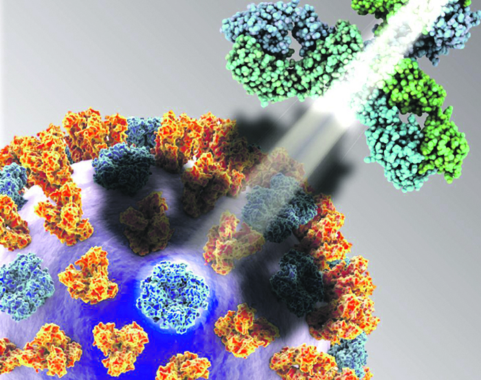 Биотехнологии пытаются подобрать к ВИЧ и гриппу новые антитела