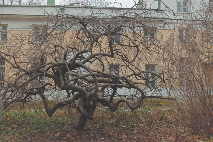 В летней стуже декабря