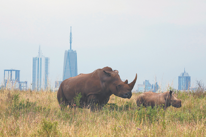 Ученые спасают исчезающий подвид – северных белых носорогов