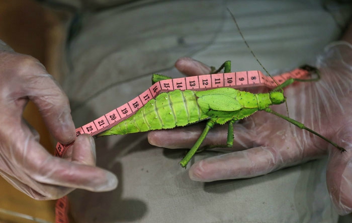 Лондон, зоопарк, животные
