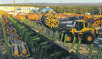 счетная палата, контроль, лес, незаконные вырубки, ущерб, браконьерство