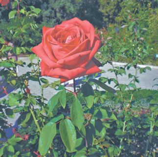 поэзия, лирика, маяки