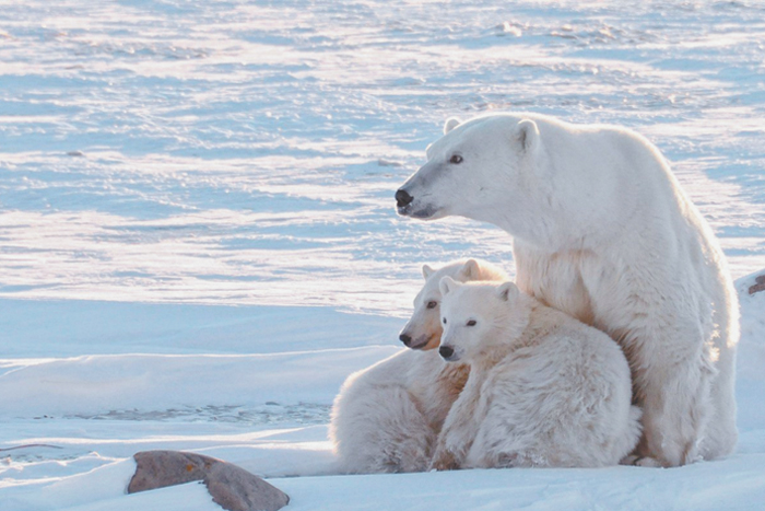 Исследуя белого медведя