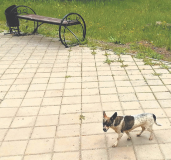 мысли, разговоры, наблюдения, котлеты, трусы, милиционеры