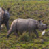 Белый носорог родится от умершего самца 