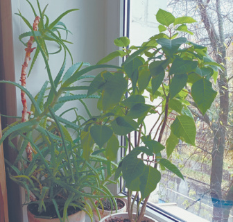 проза, покупки, денежное дерево, семья