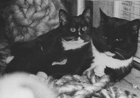 кошки, кот, коты, праздник