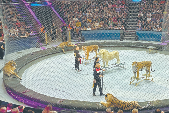 Добрый тигр и белая чайка