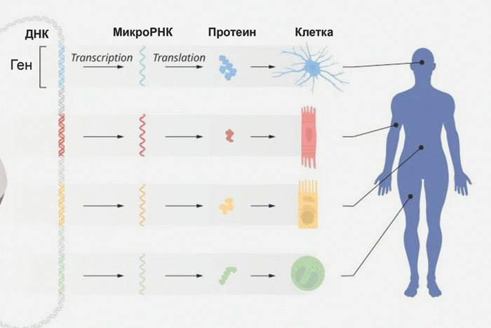 Объяснены функции микроРНК, определяющей развитие организма