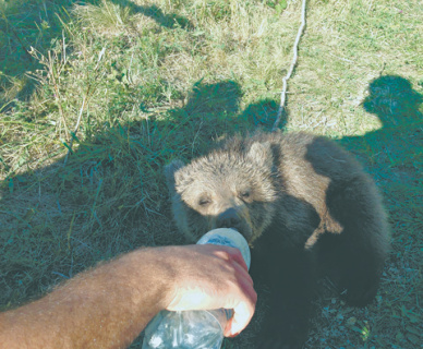 проза, кот, медведь, охотник