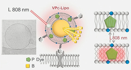 здоровье, рахит, биология, анатомия