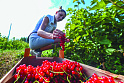Сельское хозяйство – точка роста экономики Московской области
