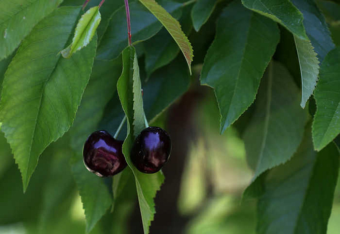 вишня, калифорния, урожай