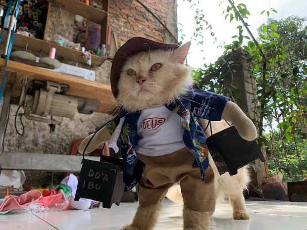 индонезия, кошки, мода