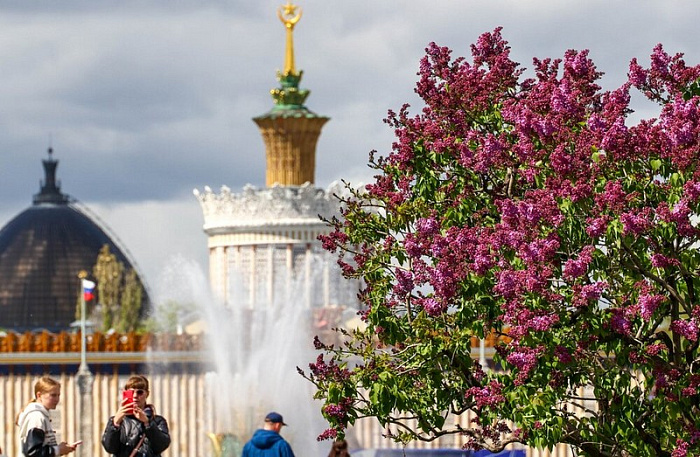россия, москва, вднх, тюльпаны, сирень