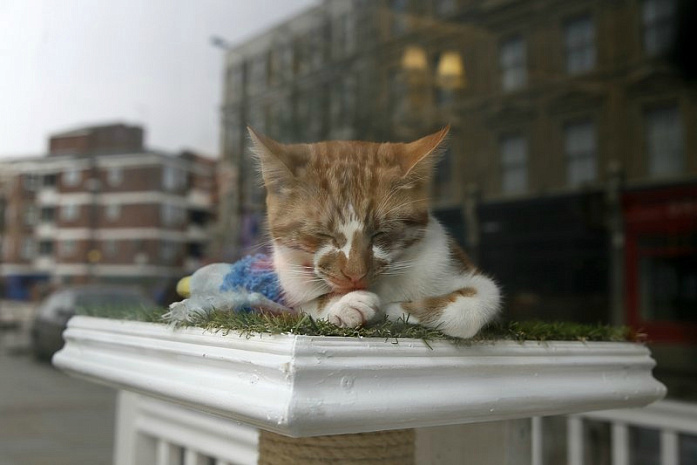 Лондон, кафе, кошки