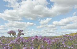 Услышать «шум эпохи» 