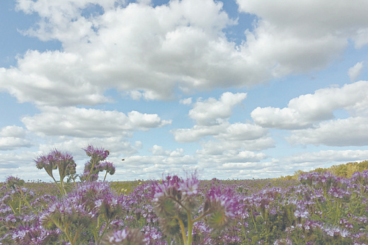 Услышать «шум эпохи» 