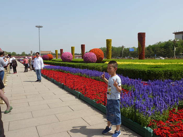 китай, пекин, цветы, весна