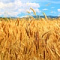 Мировых запасов пшеницы к концу следующего сезона может хватить на 18 недель — эксперты