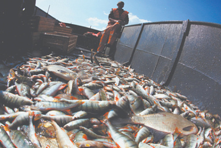 экономика, рыба, рыболовство, морепродукты
