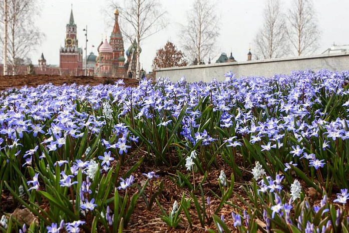 москва, зарядье, цветы