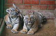 В столичном зоопарке появились новые питомцы