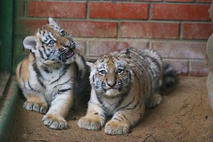 москва, зоопарк, пополнение, волк, амурский тигр