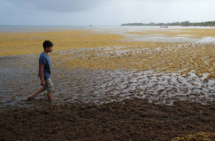 мексика, пляжи, саргассы, водоросли