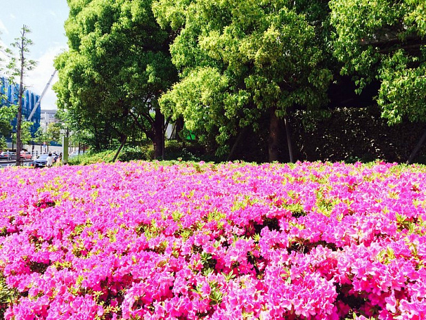 япония, фудзияма, суши, сумо, люди