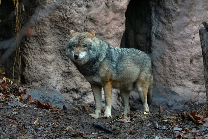 москва, зоопарк, пополнение, волк, амурский тигр